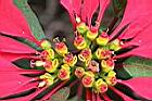 聖誕紅-雌雄蕊1.JPG