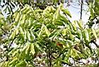 菲律賓饅頭果-葉01.JPG