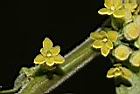 菲律賓饅頭果-雄花05.JPG