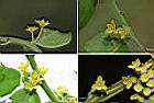 菲律賓饅頭果-雄花1.jpg