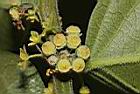 菲律賓饅頭果-雌花00.JPG