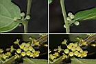 菲律賓饅頭果-雌花1.jpg