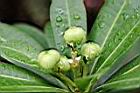 蘭嶼土沉香-實0.jpg