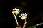 裏白巴豆-雄花11.JPG