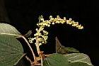 野桐-雄花序05.JPG