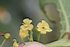 錫蘭饅頭果-雌雄花01.JPG