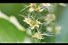 鑲邊旋葉鐵莧-花4.JPG