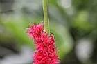 長穗鐵莧-花03.jpg