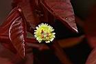 非洲紅-雌花04.JPG