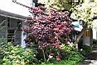 非洲紅06.JPG