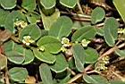 鵝鑾鼻大戟-花01.JPG