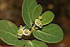 鵝鑾鼻大戟-花09.JPG