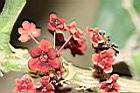 龍利葉-花04.JPG
