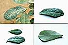 龍利葉-葉.jpg