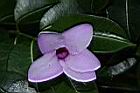 伯萊花-花18.JPG