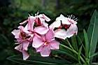 夾竹桃-花-粉紅4.jpg