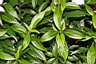 珍珠山馬茶-葉03.JPG