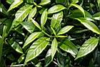 珍珠山馬茶-葉04.JPG