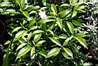 珍珠山馬茶12.JPG
