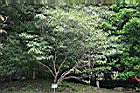 真山馬茶1.jpg