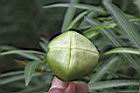粉黃夾竹桃-實6.jpg