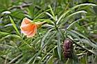 粉黃夾竹桃-花05.jpg