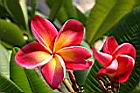 紅花緬梔-花1.jpg