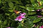 長春花-花04.JPG