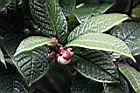 凹脈金花茶-花苞03.JPG