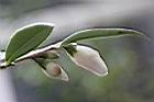 南投禿連蕊茶-花苞01.JPG