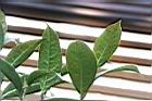 垢果山茶-葉背03.JPG