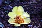 大葉金花茶-花35.jpg