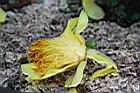 大葉金花茶-連蕊花0.JPG