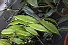 尾葉山茶-葉00.JPG
