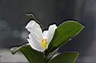恆春山茶-花03.JPG