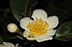 木荷-花20.JPG