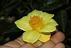 東興金花茶-花11.JPG