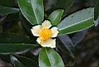 武威山茶-花02.JPG