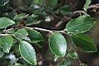 毛枝連蕊茶-葉09.JPG