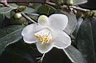 毛藥山茶-花06.JPG