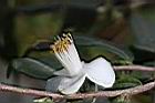 毛藥山茶-花蕊01.JPG