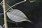 毛藥山茶-葉04.JPG