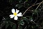 油茶-花08.JPG