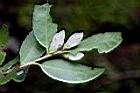 泛能高山茶-花苞04.jpg