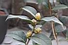 滇山茶-花苞02.JPG