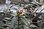 滇山茶-花苞14.JPG