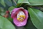 玫瑰連蕊茶-花09.JPG