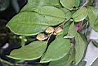 玫瑰連蕊茶-花苞00.JPG