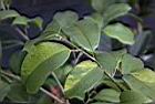 玫瑰連蕊茶-葉序0.JPG