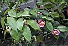 玫瑰連蕊茶02.JPG